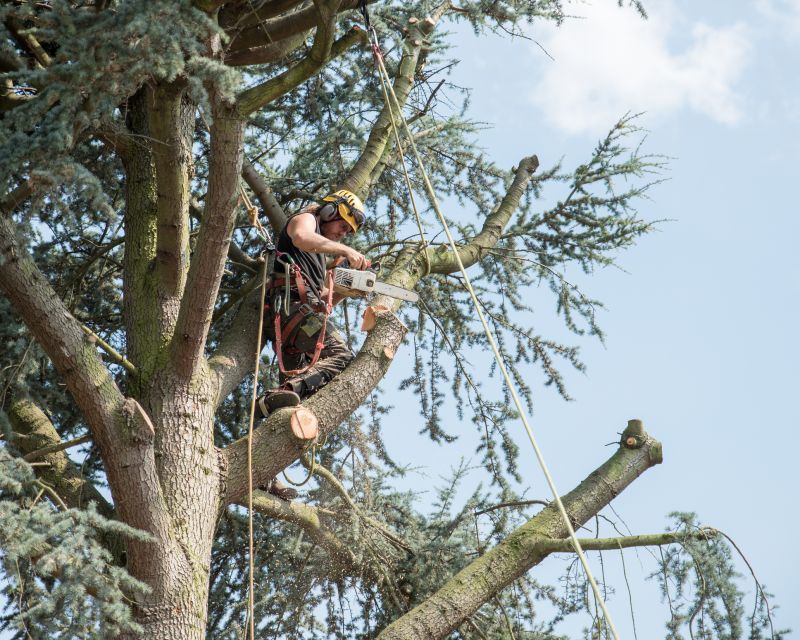 Tree Arborist Service