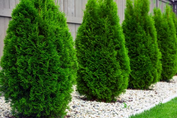 Arborvitae Planting in Boulder