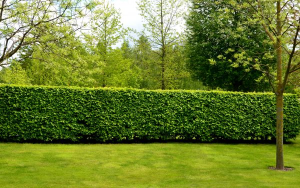 Hedge Planting in Boulder