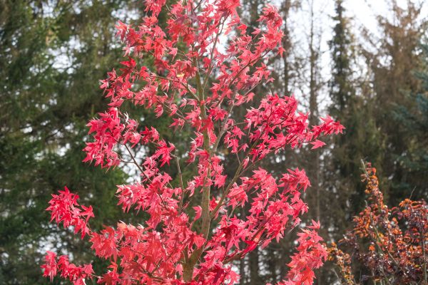 Japanese Maple Planting in Boulder