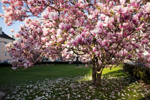 Magnolia Tree Planting in Boulder
