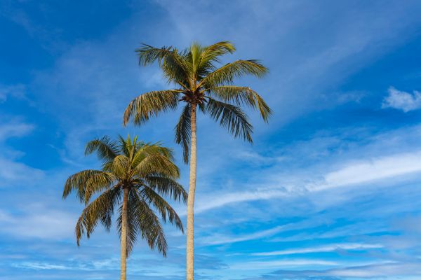 Palm Tree Planting in Boulder
