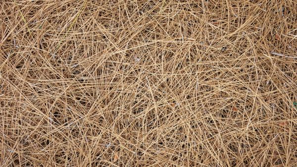 Pine Needles Delivery in Boulder
