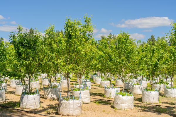 Tree Planting Service in Boulder