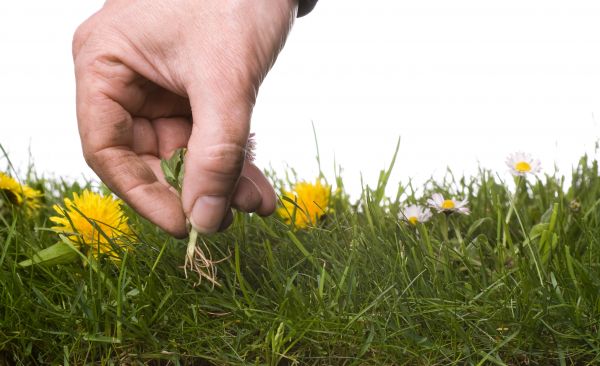 Lawn Weeding in Boulder