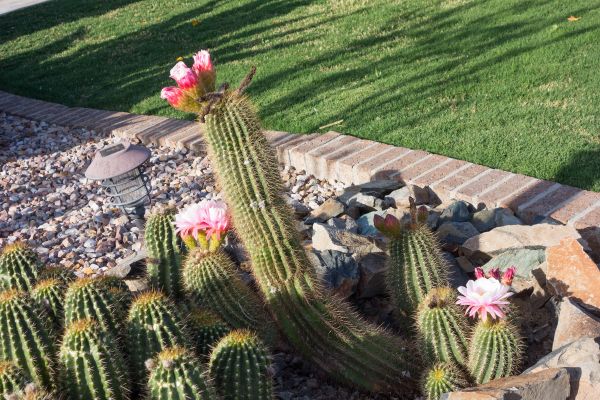 Desert Landscaping in Boulder