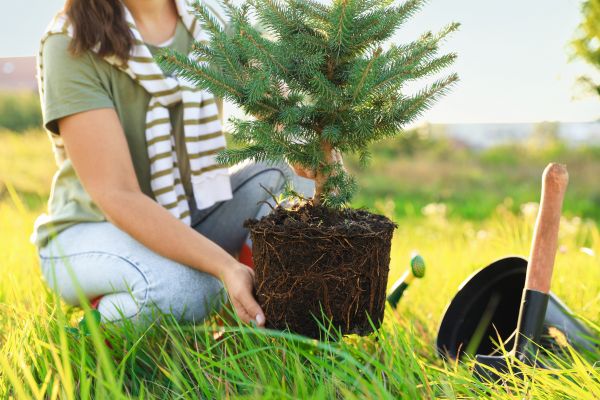 Spruce Tree Planting in Boulder