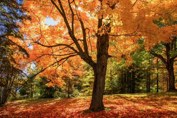 Maple Tree Planting in Boulder