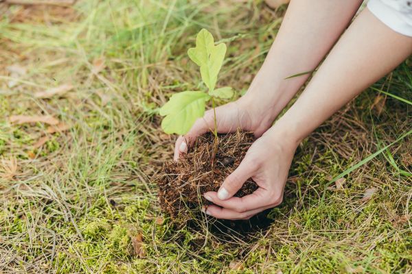 Oak Tree Planting in Boulder