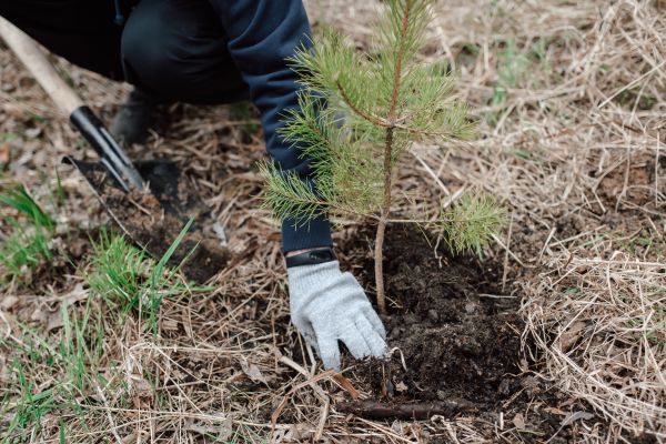 Pine Tree Planting in Boulder