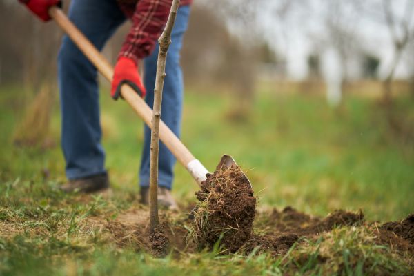 Trees Planting in Boulder