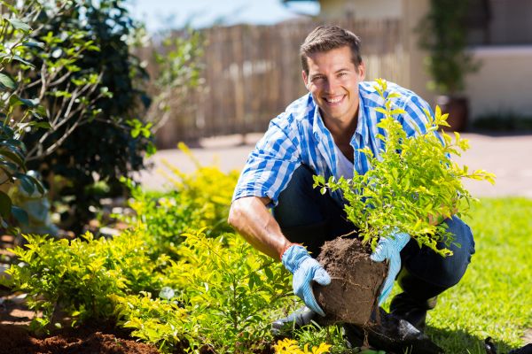 Shrub Landscaping in Boulder