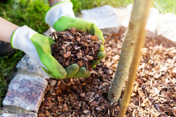 Tree Bark Delivery in Boulder
