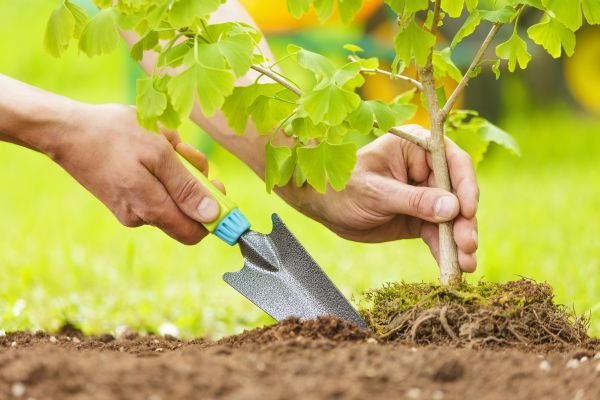 Fruit Tree Planting in Boulder
