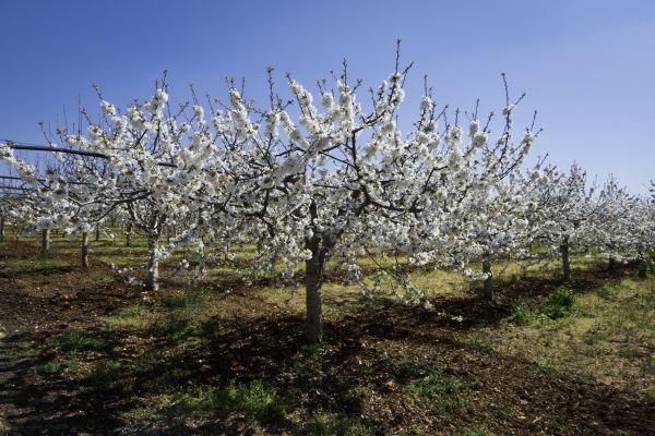 Orchard Planting in Boulder