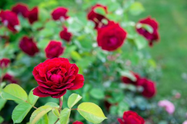 Rose Planting in Boulder