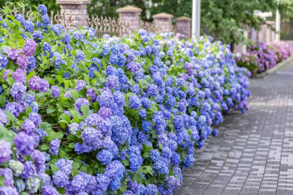 Hydrangea Landscaping in Boulder