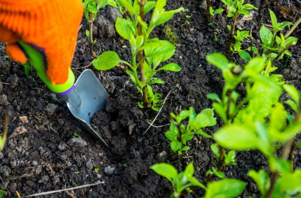 Hydrangea Planting in Boulder
