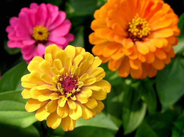 Zinnia Planting in Boulder