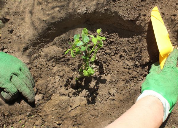 Rose Bush Planting in Boulder