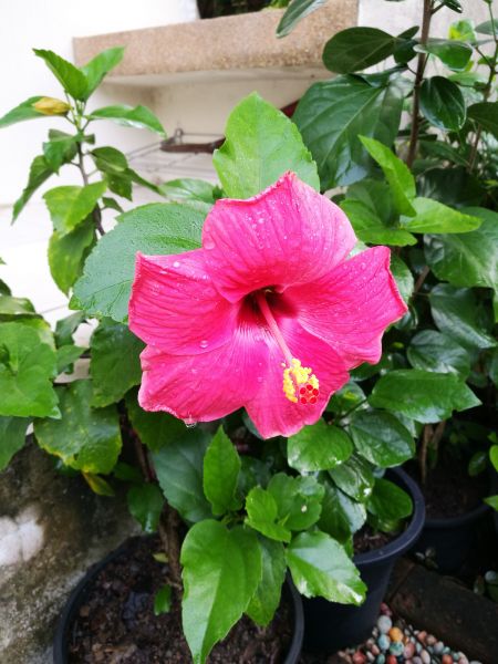 Hibiscus Planting in Boulder