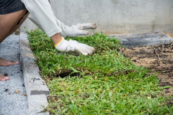 Ground Cover Planting in Boulder