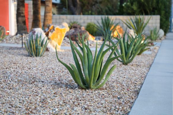 Drought Resistant Landscaping in Boulder