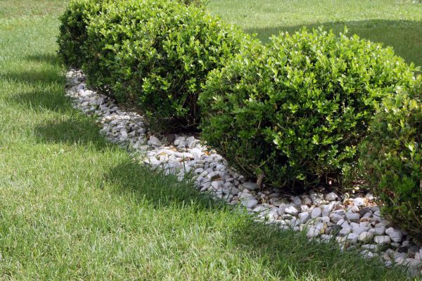 Boxwood Planting in Boulder