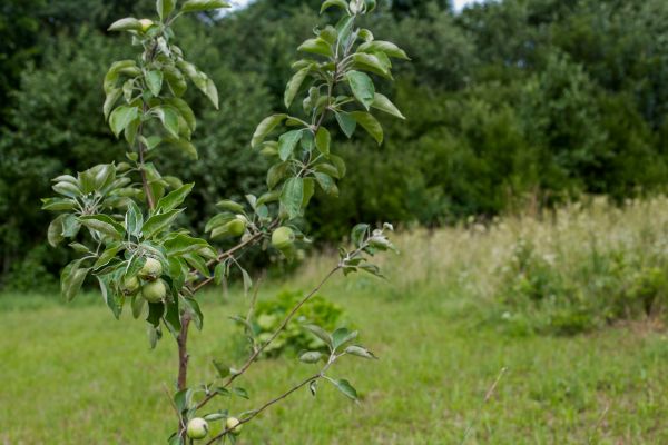 Apple Tree Planting in Boulder