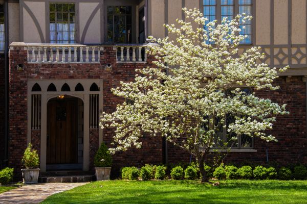 Dogwood Tree Planting in Boulder